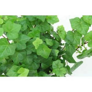 Delray Plants Hedera Ivy in 8 in. Hanging Basket 90801A