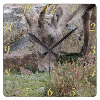 Rocky Mountain Big Horn Sheep Ewe Wall Clock