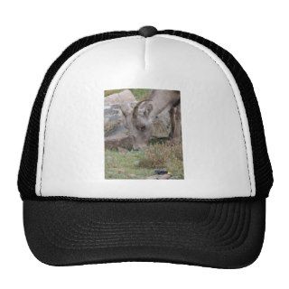 Rocky Mountain Big Horn Sheep Ewe Trucker Hats