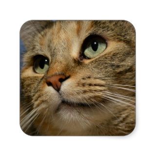 Sipsey The Tabby Cat Square Stickers