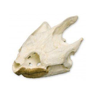 Snapping Turtle Skull (Teaching Quality Replica): Industrial & Scientific
