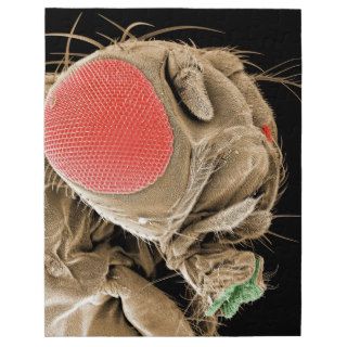 Head of a Fruit Fly Jigsaw Puzzles