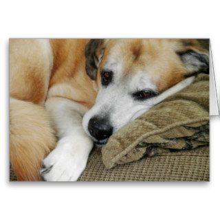 Sleepy Dog Napping Mutt Mixed Breed Pet Photo Greeting Card