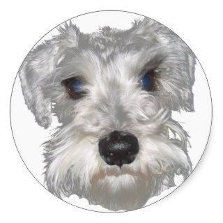 White Miniature Schnauzer Sticker