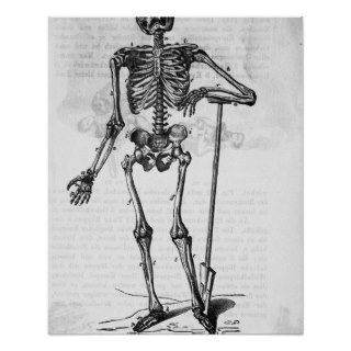 Human Body Skeleton Posters
