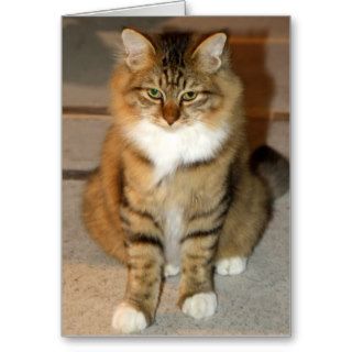 Getting Serious Here  Tabby Cat Photography Greeting Cards