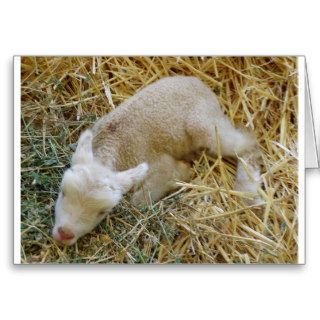 Baby lamb sleeping   Card