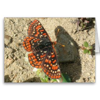 Chalcedona Checkerspot Butterfly Cards