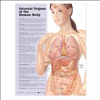 Internal Organs of the Human Body Anatomical Chart 20" X 26": Industrial & Scientific
