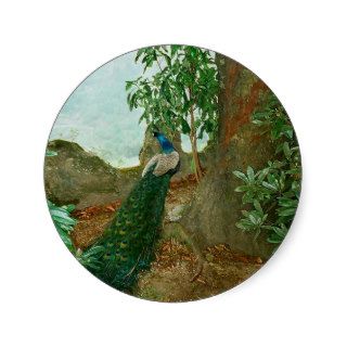 Peacock near a castle in northern Portugal. Round Sticker