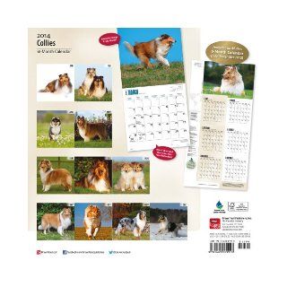 Collies Calendar (Multilingual Edition): Inc Browntrout Publishers: 9781465009913: Books