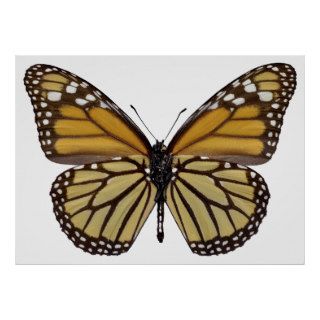 Isolated monarch butterfly PNG Poster