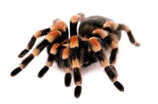 Animal Wall Decals Mexican Red Knee Tarantula   24 inches x 16 inches   Peel and Stick Removable Graphic   Wall Murals