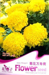 Each Pack Daisy Marigold Seed 50 Yellow Flowers Large Marigold Fragrant Chrysanthemum A097 By Crazy Seed  Marigold Plants  Patio, Lawn & Garden
