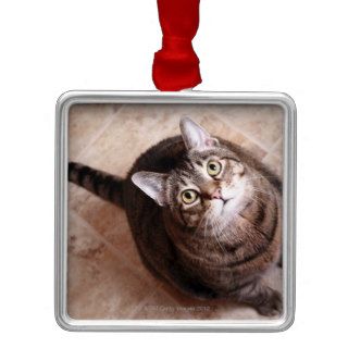 A tabby cat looking up christmas tree ornaments