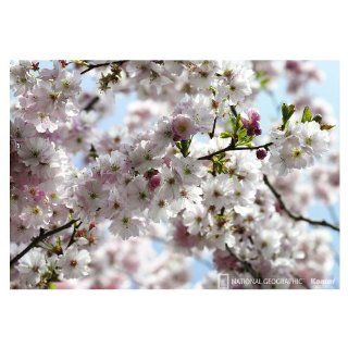 Brewster Wallcovering Cherry Blossom Tree Mural 8 507: Home Improvement