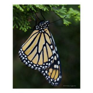 Monarch Butterfly Drying its Wings, Near Madoc, Print
