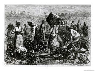 Slaves Picking Cotton on a Plantation Giclee Print Art (24 x 18 in) : Everything Else