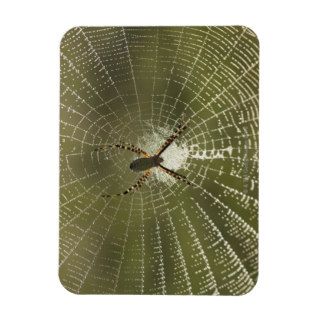 Female Black and Yellow Garden Spider on Web, Rectangular Magnet