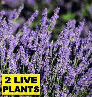 2   French Lavender (2) Two Live Plants Not Seeds!   Super Hardy Perennial   fresh cut lavender (lavendar) or dried lavender flowers. Add freshness of lavender to any room as a sachet or in a vase! This flowering plant makes the perfect flower arrangements