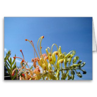 Pretty Grevillia Greeting Cards