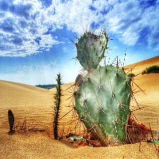 Cactus In The Desert 10' x 10' CP Backdrop Computer Printed Scenic Background  Photo Studio Backgrounds  Camera & Photo