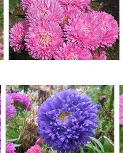 SD1500 0400 "Gorgeous" Aster Flower Seeds, Mixed Colors Flower Aster Flower Seeds, 60 Days Money Back Guarantee (170 Seeds) : Flowering Plants : Patio, Lawn & Garden