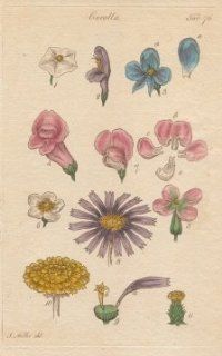FLOWERS, Plate 76 Illustration by John Miller Botanical Studies from 1789 Poster print. Featured plants: Winter Cherry, Common Sage, Wolfsbane (Monkshood), Foxglove, Stock July, White Bean Tree, Everlasting Pea, China Aster, Dandelion.   Antique Prints