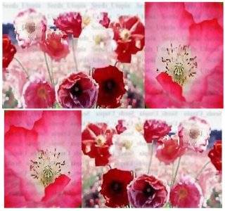 1oz (141, 000+ seeds) POPPY SHIRLEY DOUBLE PETAL Flower Seeds Papaver rhoeas ~ VERY DOUBLE SHOWY : Tomato Plants : Patio, Lawn & Garden