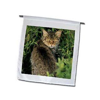 3dRose fl_84081_1 Wild Cat, Wildlife, Serengeti, Tanzania NA02 KSC0027 Kevin Schafer Garden Flag, 12 by 18 Inch  Outdoor Flags  Patio, Lawn & Garden