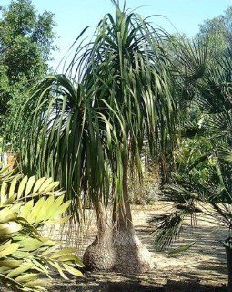 Beaucarnea Recurvata Elephants Foot Palm Tree 20 Seeds : Tree Plants : Patio, Lawn & Garden