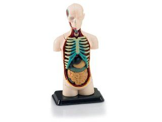 Revell 1:9 Scale X Ray Human Body Anatomy Model: Toys & Games