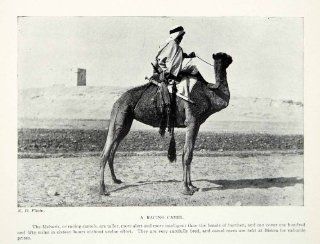 1924 Print North Africa Mehari Racing Camel Jockey Animal Desert Biskra Algeria   Original Halftone Print  