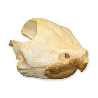 Alligator Snapping Turtle Skull (Teaching Quality Replica): Industrial & Scientific