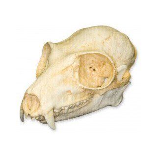 Ruffed Lemur Skull (Teaching Quality Replica): Industrial & Scientific