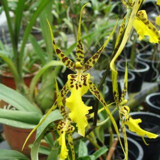 SO92 Orchid Plant Brassidium Shooting Star 'Black Gold' HCC/AOS Grocery & Gourmet Food