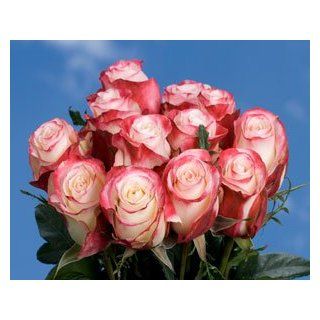Premium White Roses with Red Tips  Sweetness Super Premium Roses 125 : Fresh Cut Format Rose Flowers : Grocery & Gourmet Food