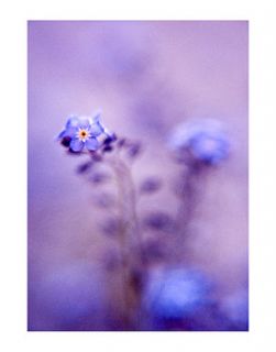 forget me not, art print by paul cooklin