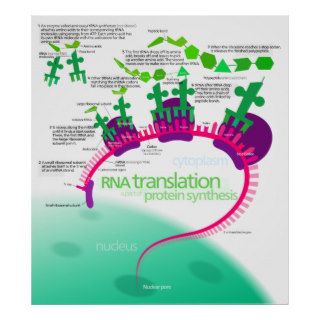 RNA Translation in Protein Synthesis Diagram Print