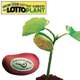 Lottery Number Lotto Plant (Set of 3 Beans)   Easy to Grow your Lucky Numbers!: Patio, Lawn & Garden