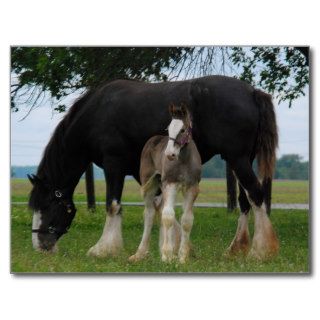 Black Clydesdale and Filly Postcards