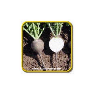 Everwilde Farms   1 Lb Black Spanish Round Radish Seeds   Bulk Seed Packet : Vegetable Plants : Patio, Lawn & Garden