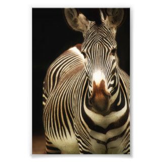 Sweet Zebra Photograph