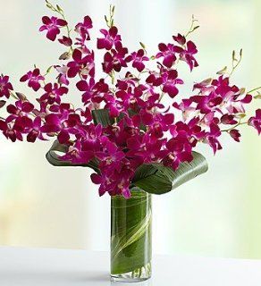 1800Flowers   Orchid Embrace   Purple: Patio, Lawn & Garden