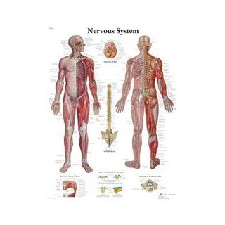 Nervous System   Anatomical Chart: Industrial & Scientific