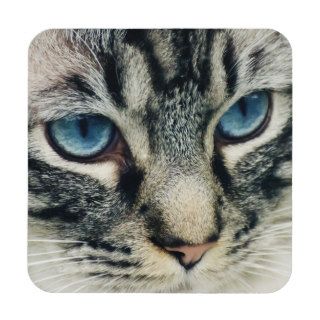 Blue eyed Tabby Cat Face Close up Beverage Coasters
