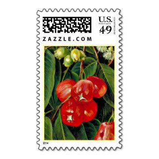 Flowers and Fruit of the Jamboa Boll, Java Stamp