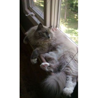 Sunny Seat Window Cat Bed : Pet Window Perches : Pet Supplies