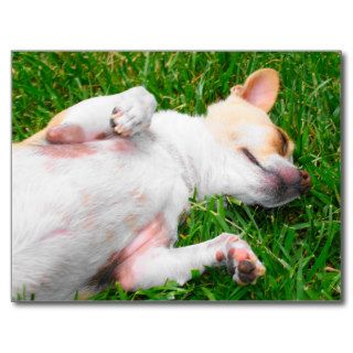 Peaceful Pup Postcard