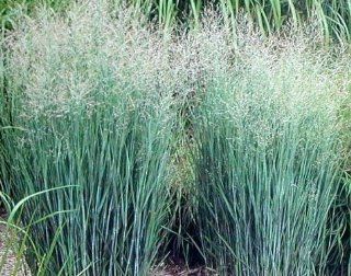 Panicum Virgatum 'Heavy Metal'   Heavy Metal Switch Grass : Grass Plants : Patio, Lawn & Garden